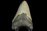 Fossil Megalodon Tooth - North Carolina #166980-2